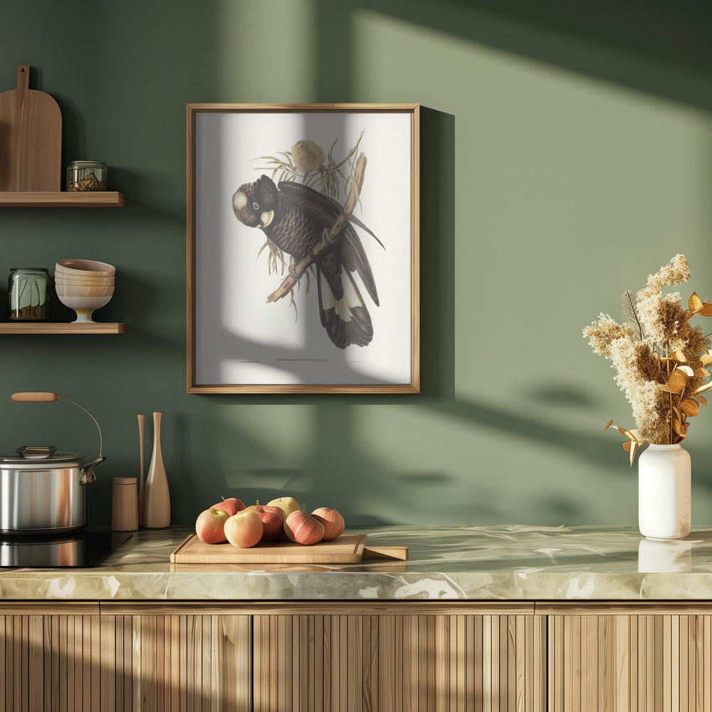 Baudin's Cockatoo Poster
